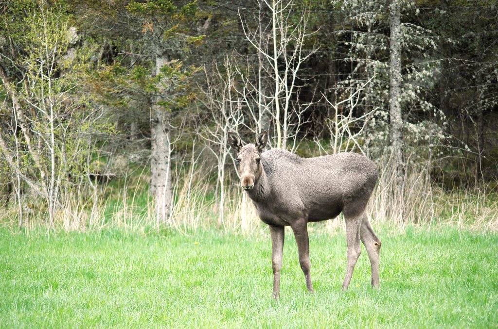 Foto: Miljødirektoratet