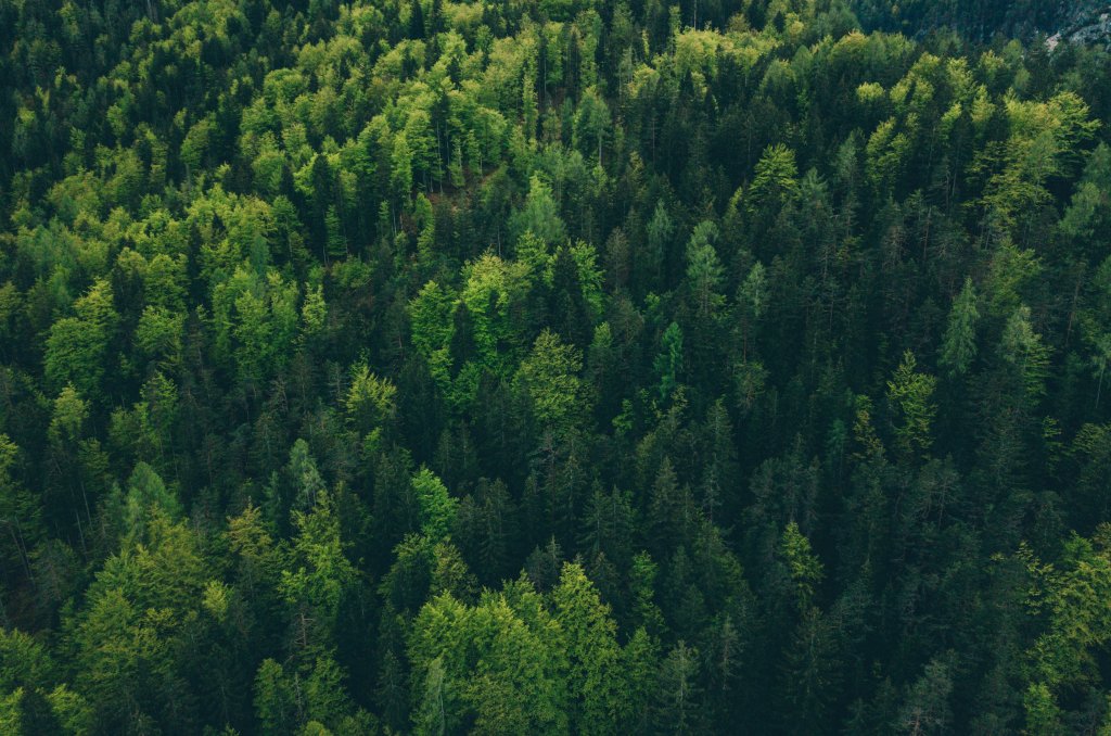 Bilde av en skog Bilde av en skog