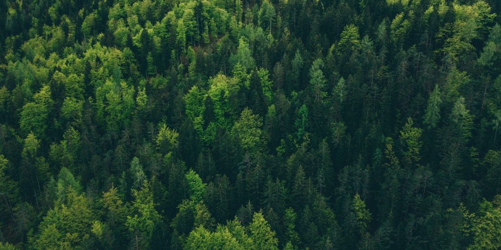 Slik skal Norske Skog modernisere og forenkle sine forretningsprosesser