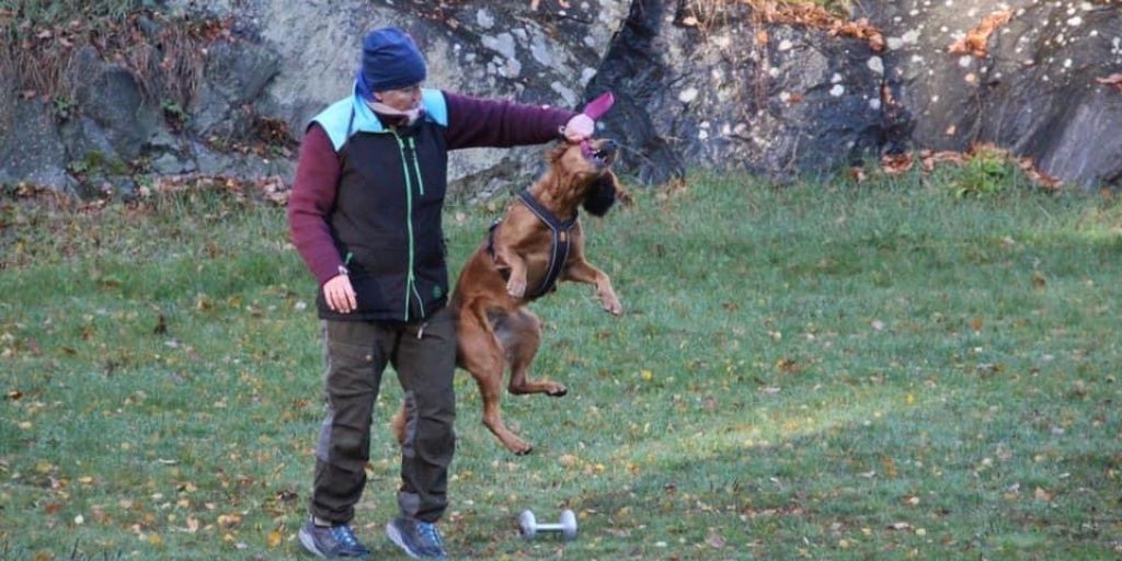 Rådgiver på dagen – hundetrener på kvelden